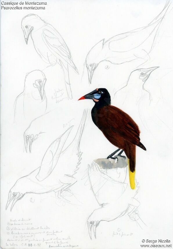 Montezuma Oropendola, identification