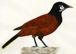 Montezuma Oropendola