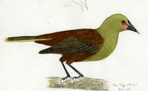 Olive Oropendola