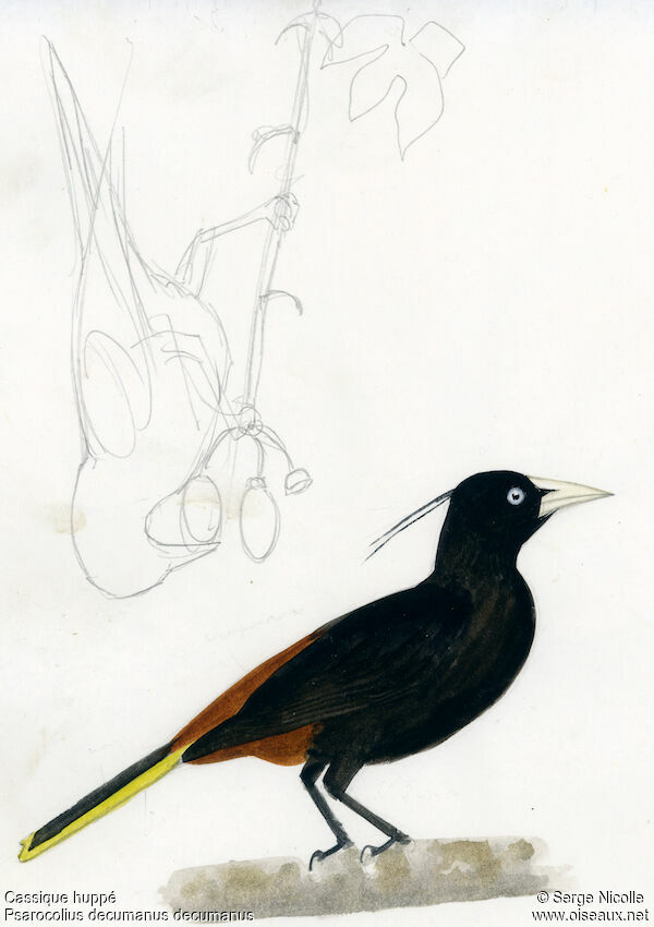 Crested Oropendola, identification