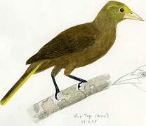 Russet-backed Oropendola