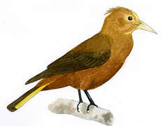 Russet-backed Oropendola