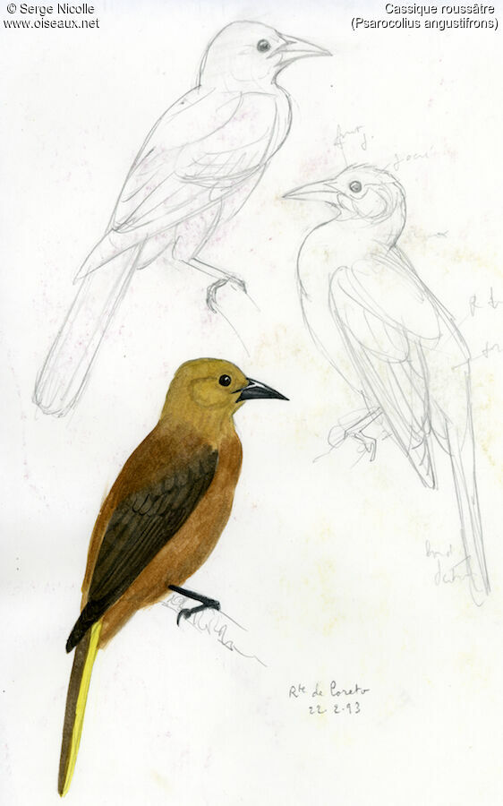 Russet-backed Oropendola, identification