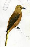 Russet-backed Oropendola