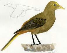 Russet-backed Oropendola