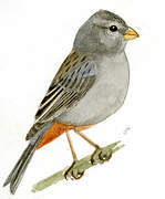 Plain-colored Seedeater