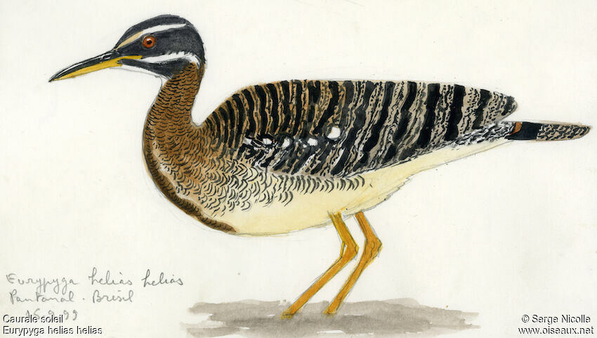 Sunbittern, identification