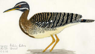 Sunbittern