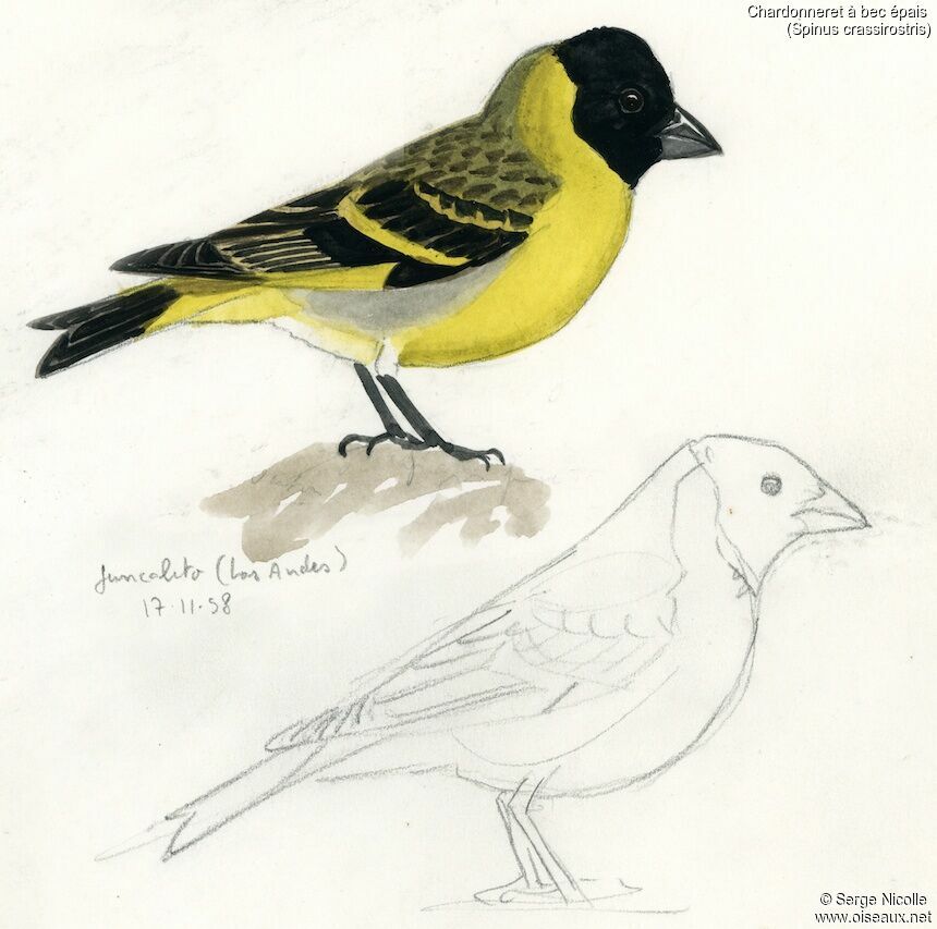 Thick-billed Siskin, identification