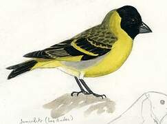 Thick-billed Siskin