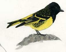 Yellow-rumped Siskin