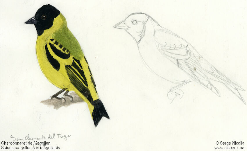 Hooded Siskin, identification