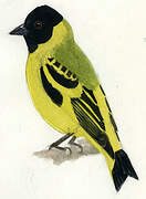 Hooded Siskin