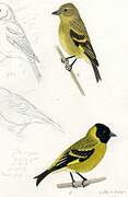 Hooded Siskin