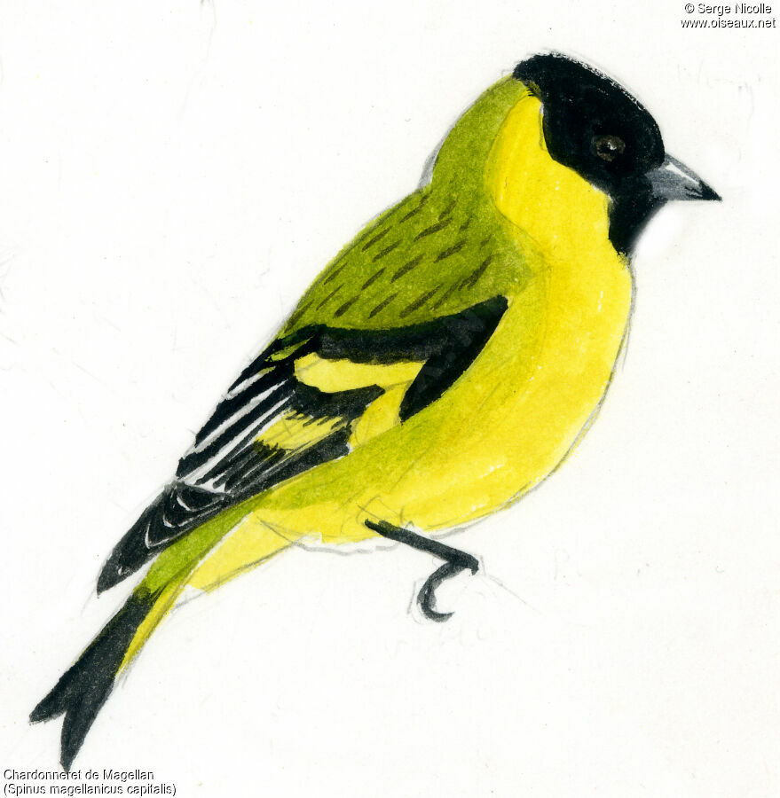 Hooded Siskin, identification