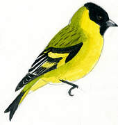 Hooded Siskin