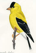 American Goldfinch