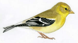 American Goldfinch