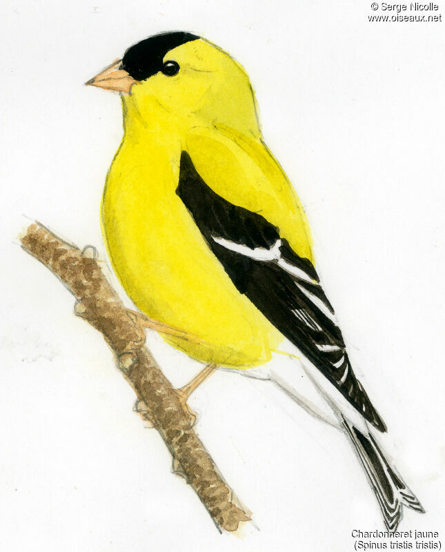 Chardonneret jaune mâle, identification