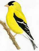 American Goldfinch