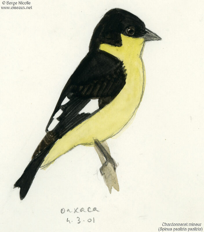 Lesser Goldfinch, identification