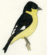 Lesser Goldfinch