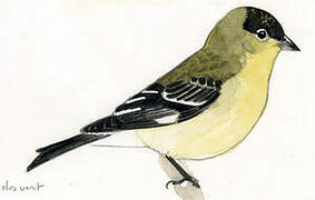 Lesser Goldfinch