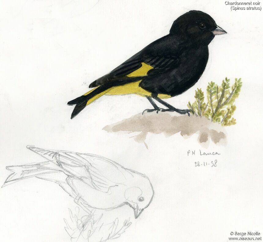 Black Siskin, identification