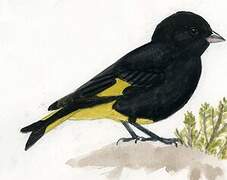 Black Siskin