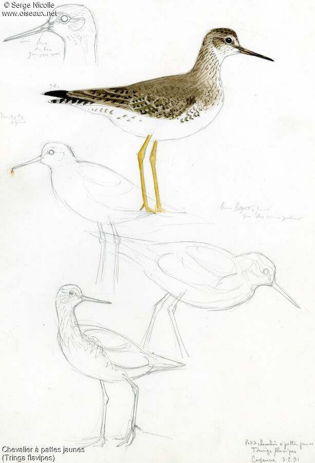 Lesser Yellowlegs, identification