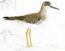 Lesser Yellowlegs