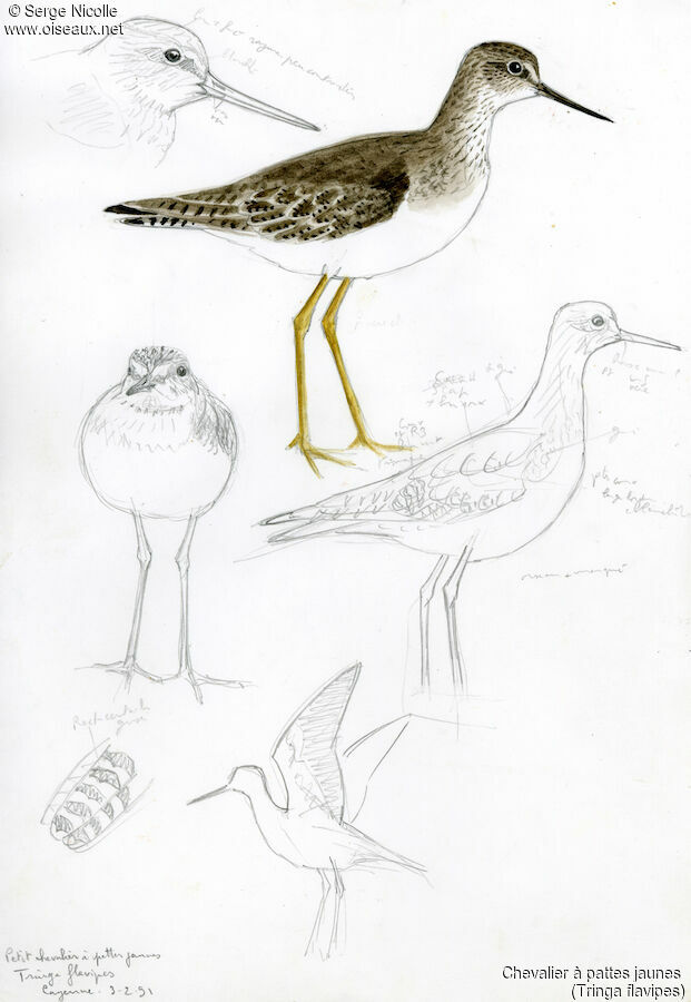 Lesser Yellowlegs, identification