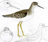 Lesser Yellowlegs