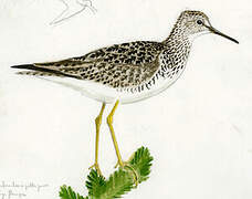 Lesser Yellowlegs