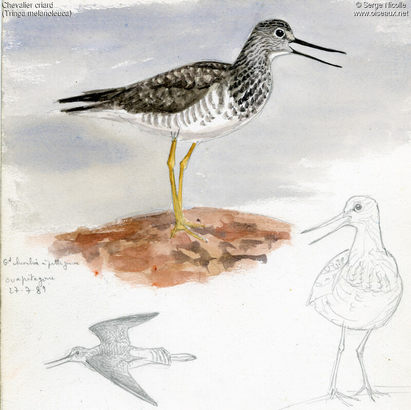 Greater Yellowlegs, identification