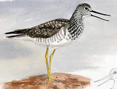 Greater Yellowlegs