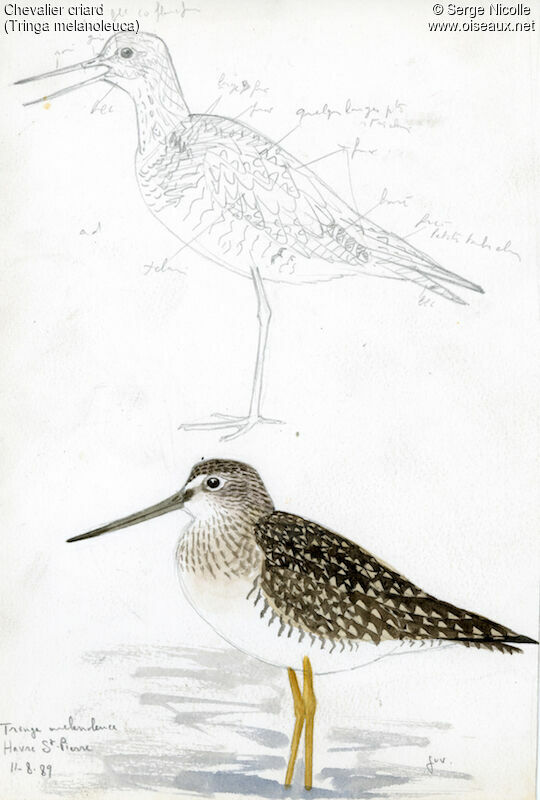 Greater Yellowlegsjuvenile, identification