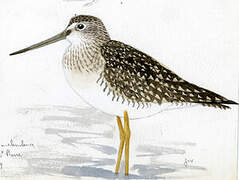 Greater Yellowlegs