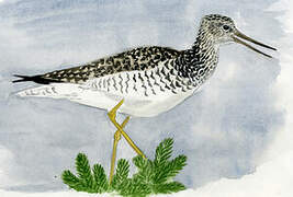 Greater Yellowlegs