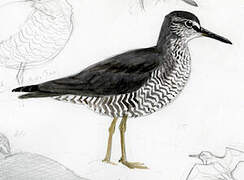 Wandering Tattler