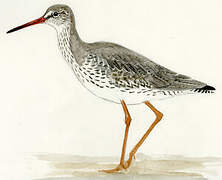 Common Redshank