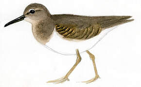 Spotted Sandpiper