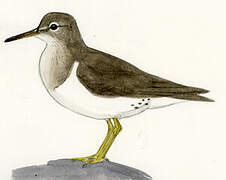 Spotted Sandpiper