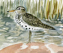 Spotted Sandpiper