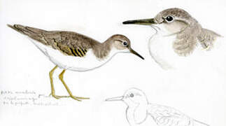 Spotted Sandpiper