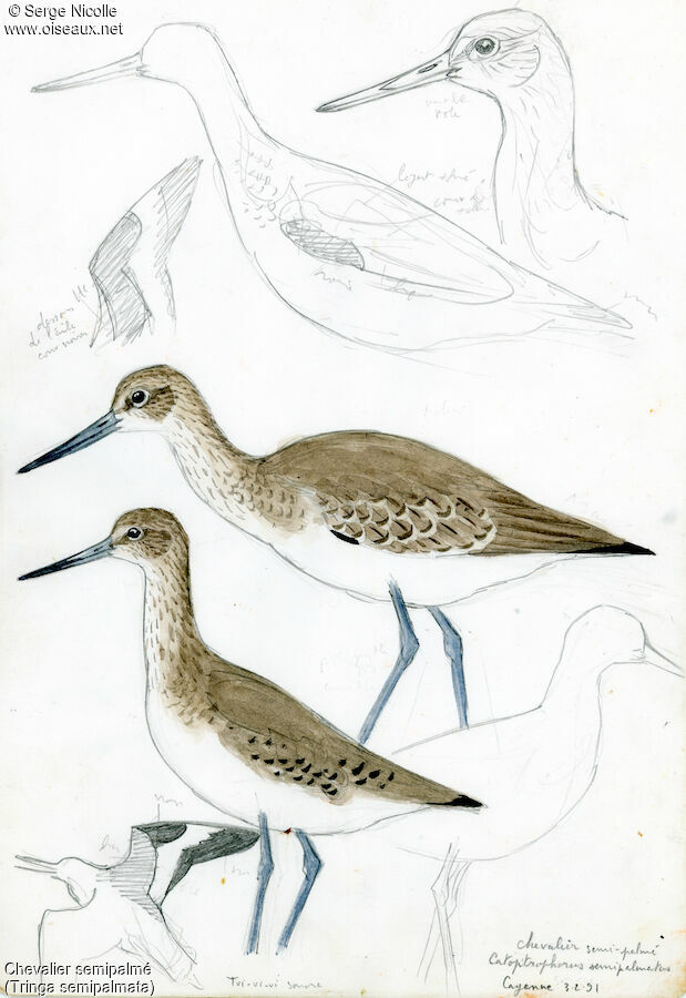 Willet, identification