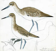 Willet