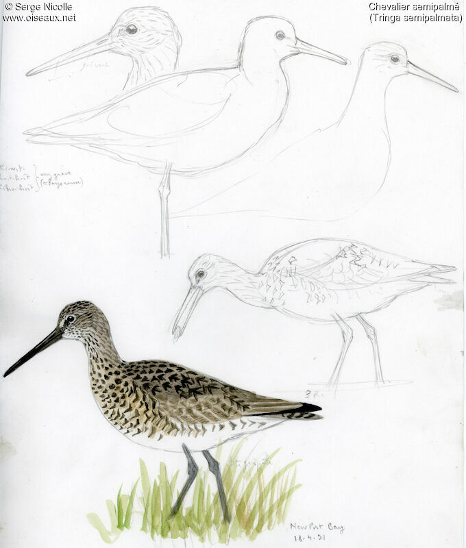 Willetadult breeding, identification