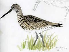 Willet