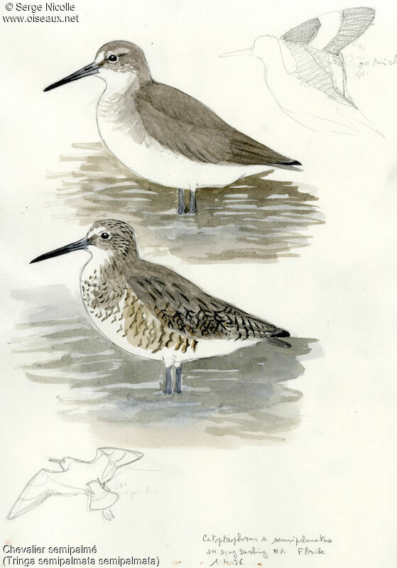 Willet, identification